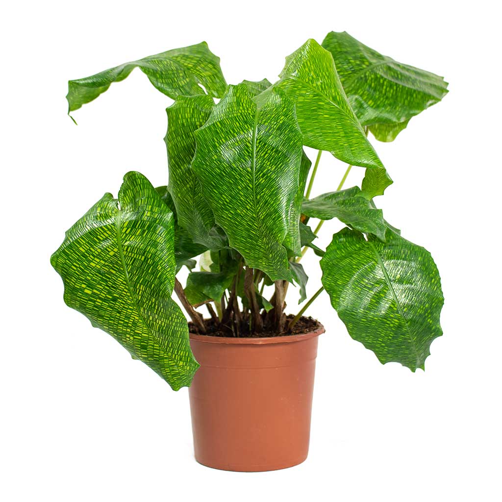 Calathea musaica