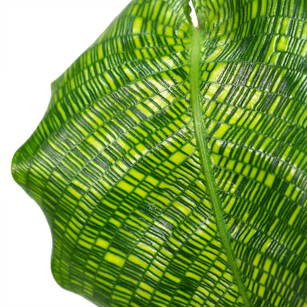 Calathea musaica Network & Norell Plant Pot - Black