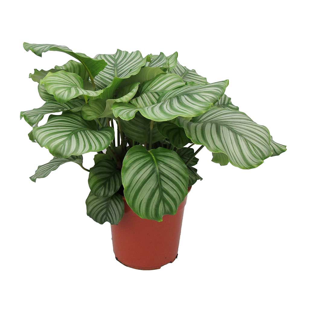 Calathea orbifolia Large