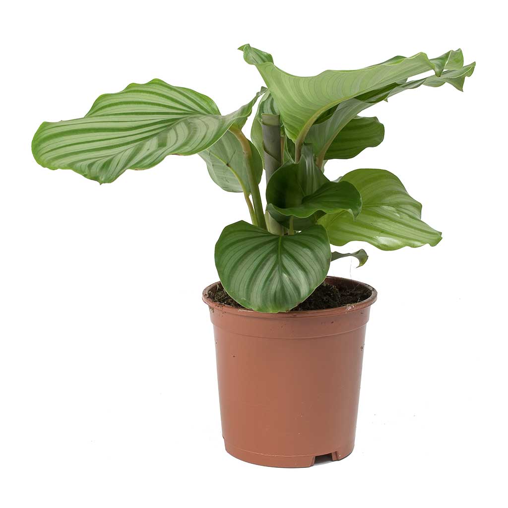 Calathea orbifolia Small