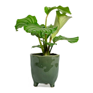 Calathea Orbifolia Kaat Green Plant Pot