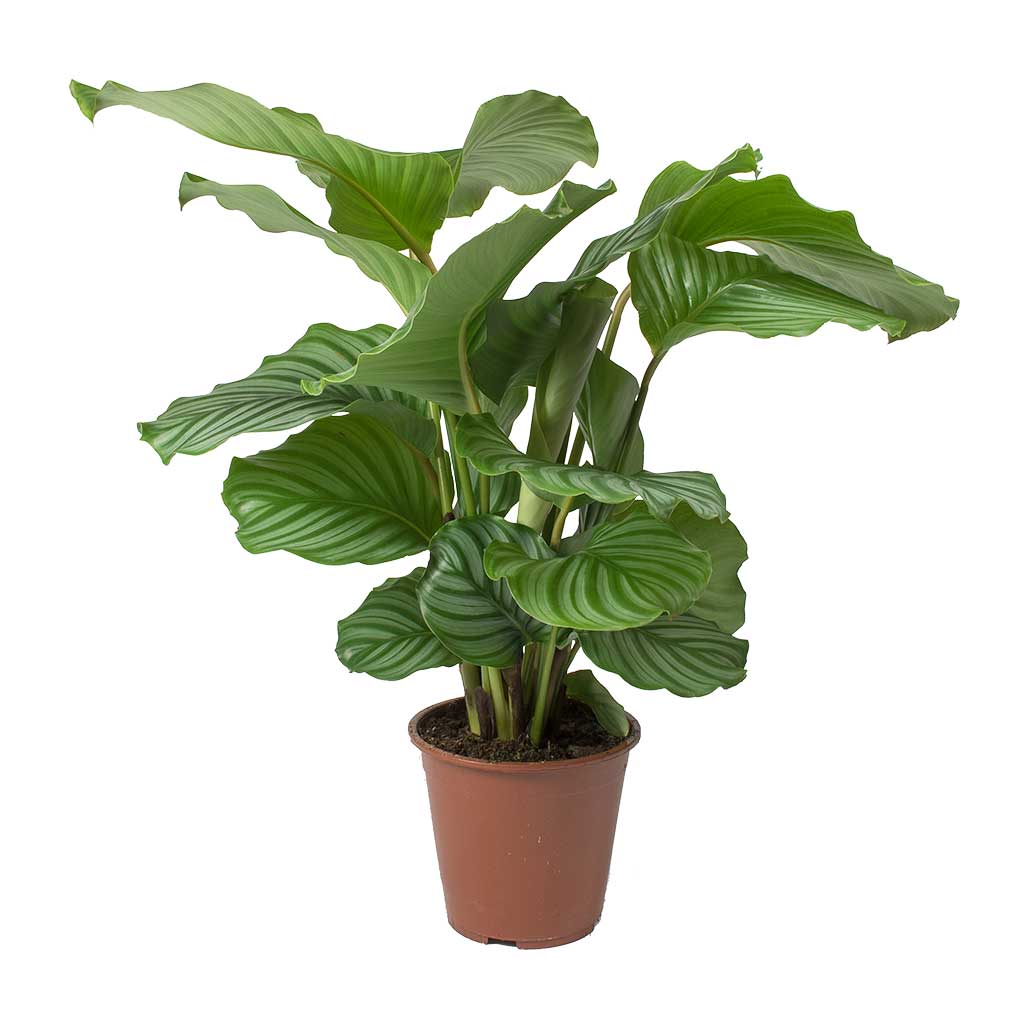 Calathea orbifolia Indoor Plant