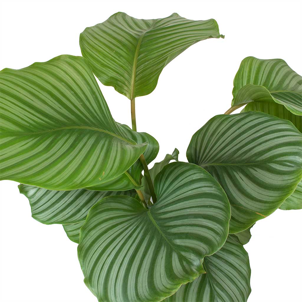 Calathea orbifolia Leaves