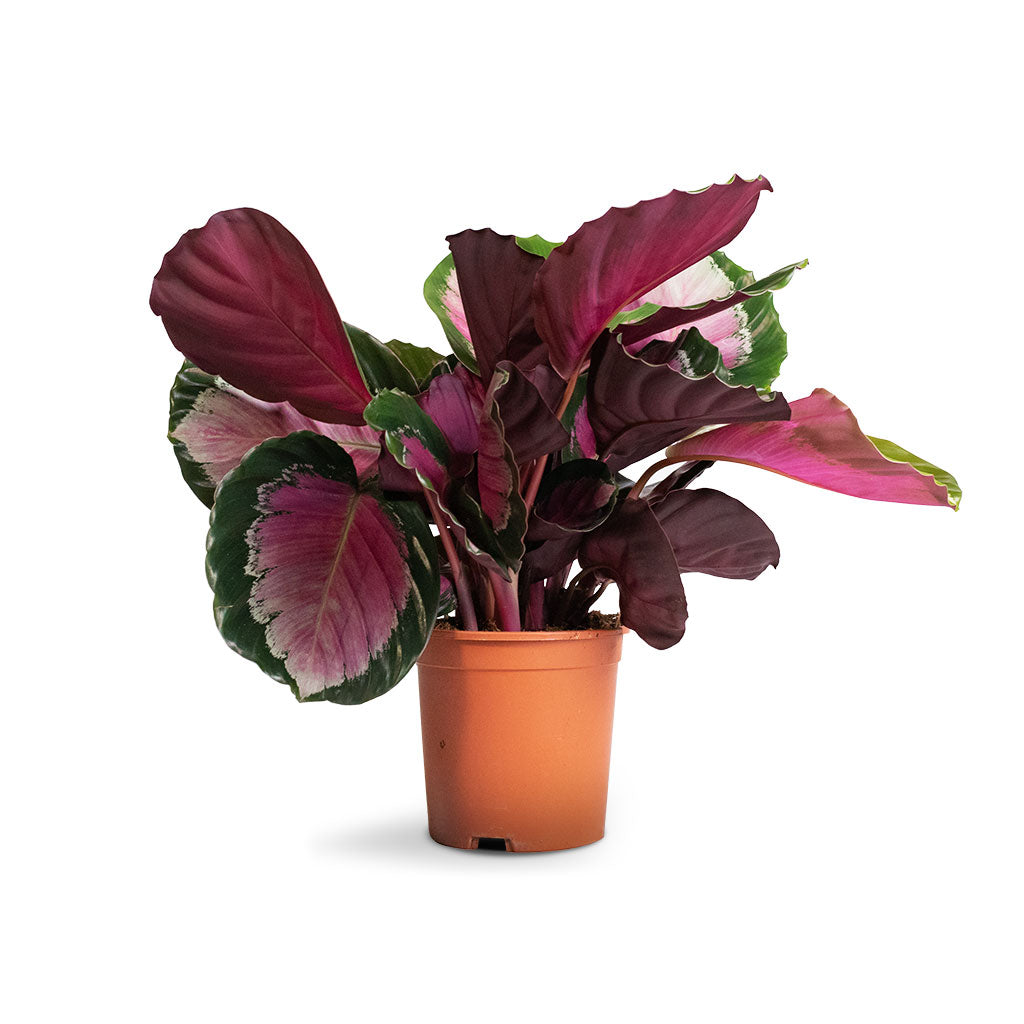 Calathea picturata Crimson
