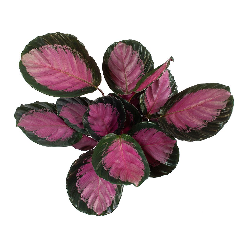 Calathea picturata Crimson Leaves