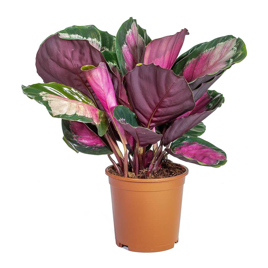 Calathea picturata Crimson - Lighter Leaf Colour