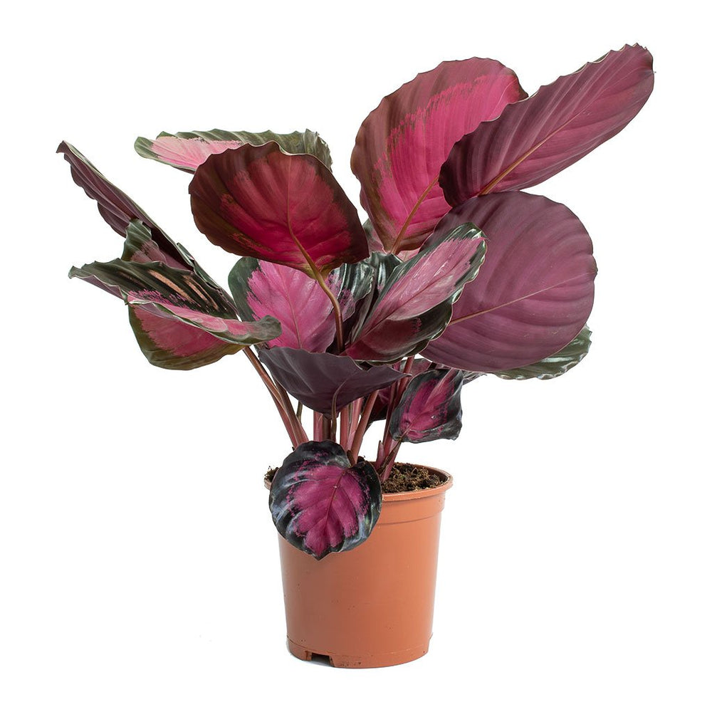Calathea picturata Crimson Plants - Quality Houseplants | Hortology