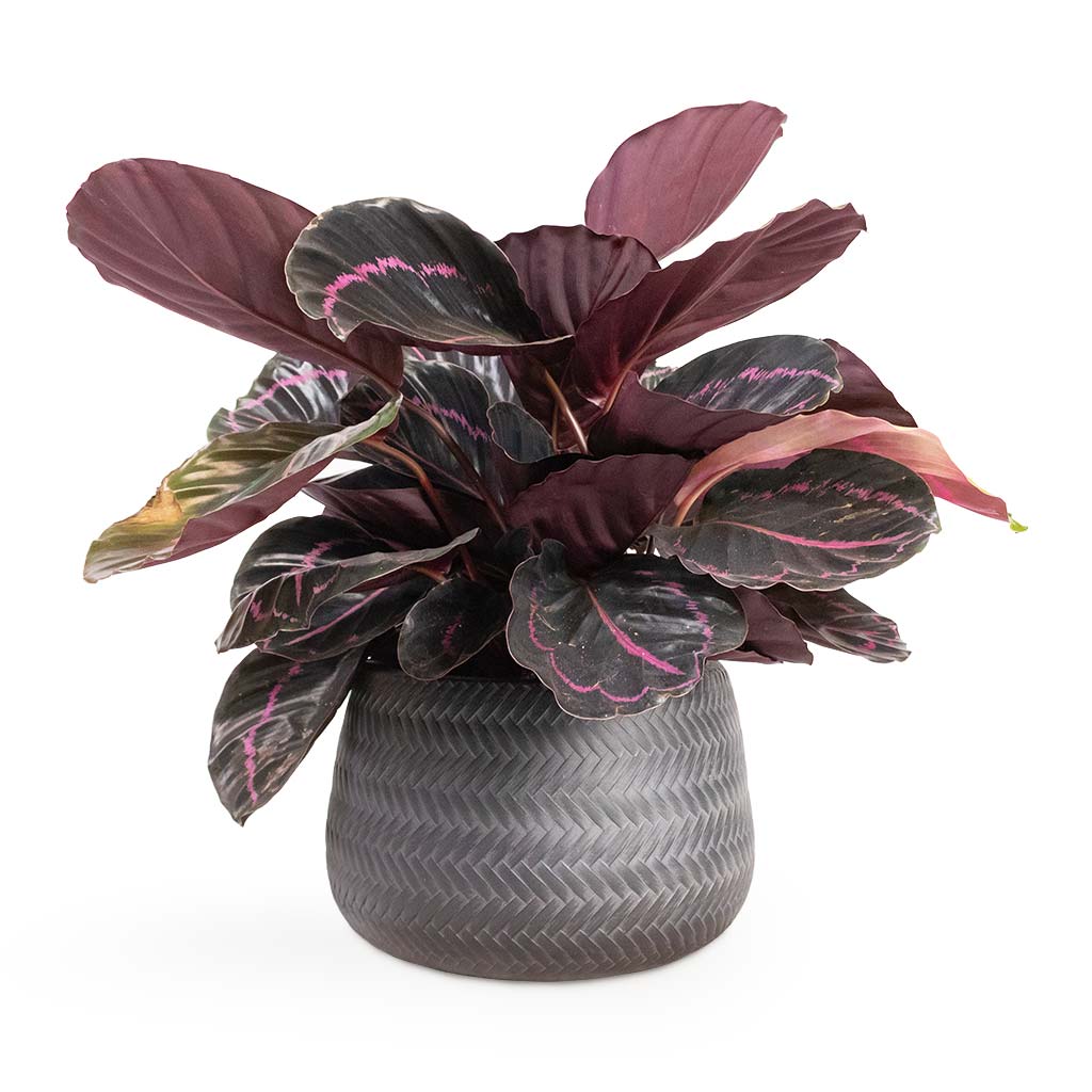 Angle Darcy Plant Pot - Anthracite & Calathea roseopicta Dottie - Rose Painted Calathea