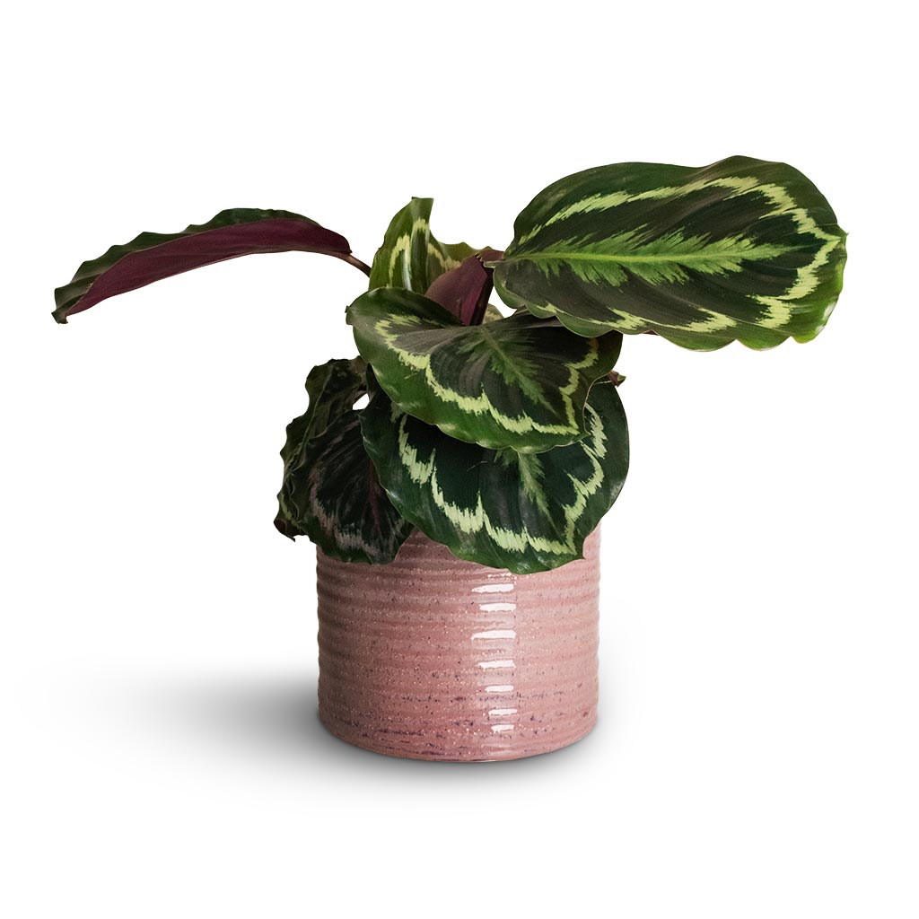 Hera Plant Pot - Purple