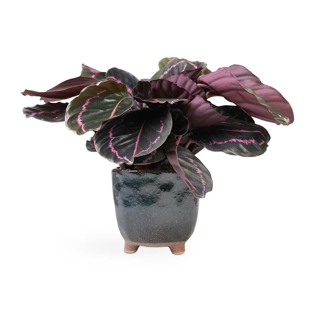 Calathea roseopicta Dottie - Rose Painted Calathea Houseplant & Kaat Plant Pot - Petrol