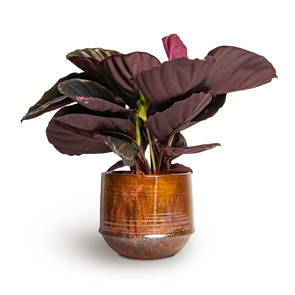 Calathea roseopicta Dottie Rose Painted Calathea &amp; Noud Plant Pot Copper