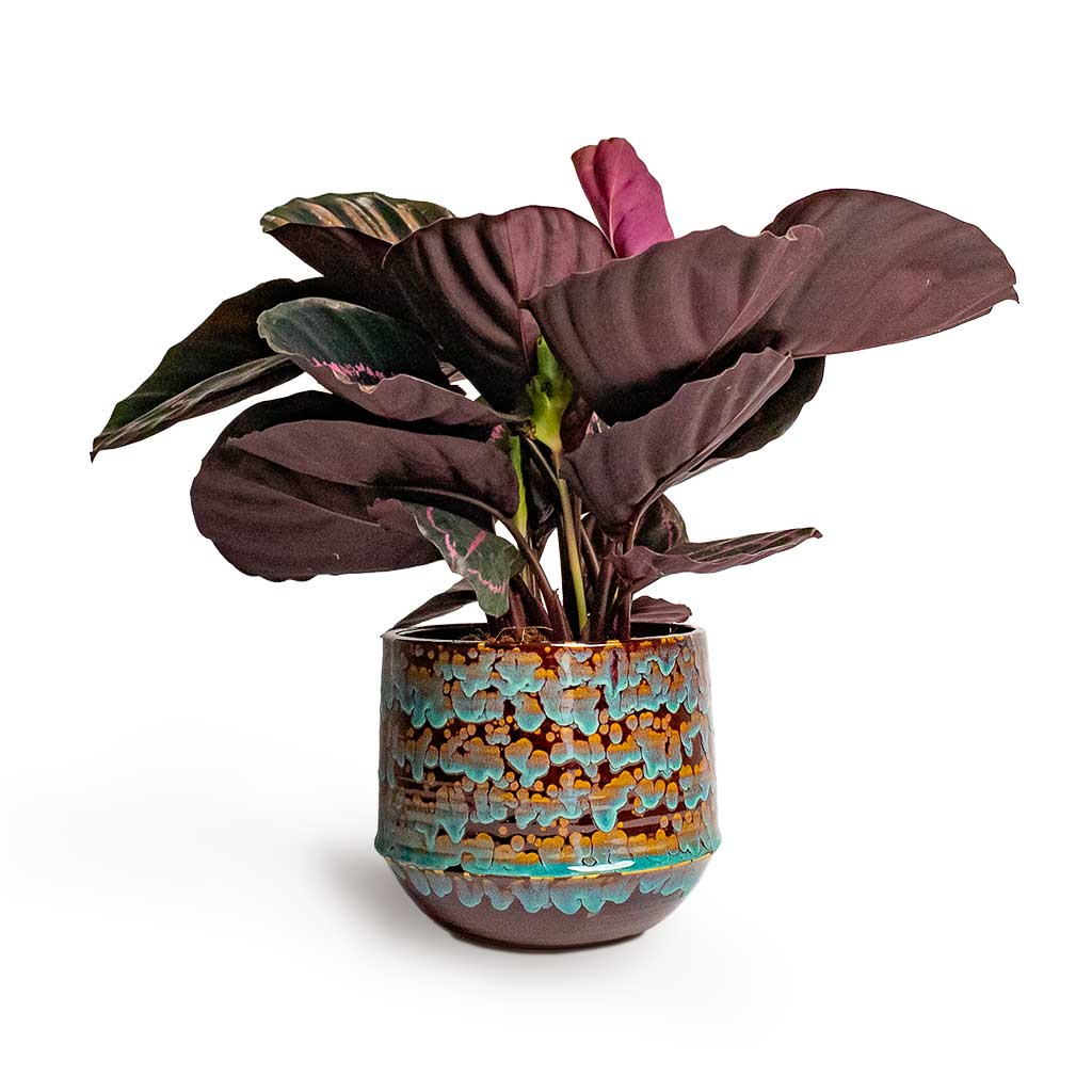 Calathea roseopicta Dottie Rose Painted Calathea & Noud Plant Pot Marrakesh