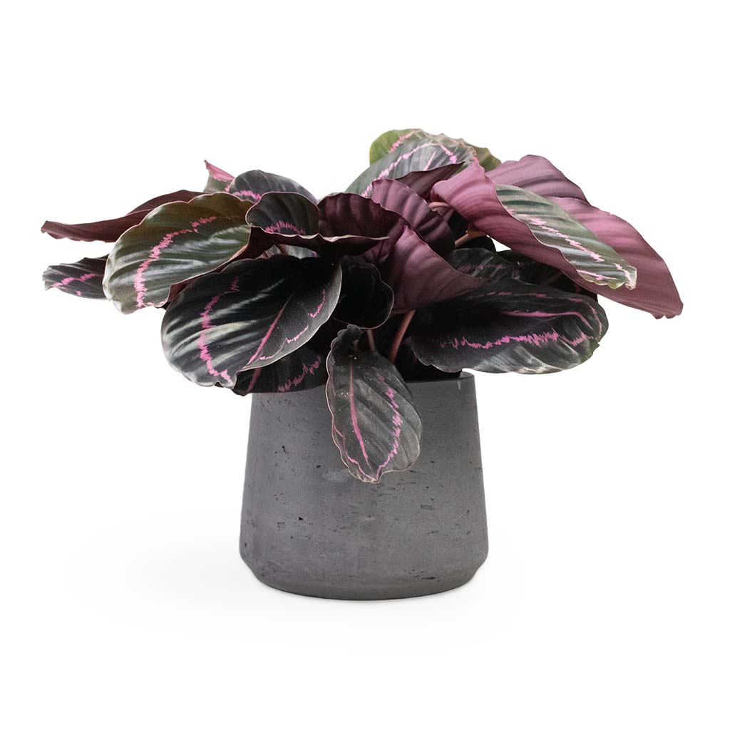 Calathea roseopicta Dottie - Rose Painted Calathea Houseplant & Patt Plant Pot - Black Washed