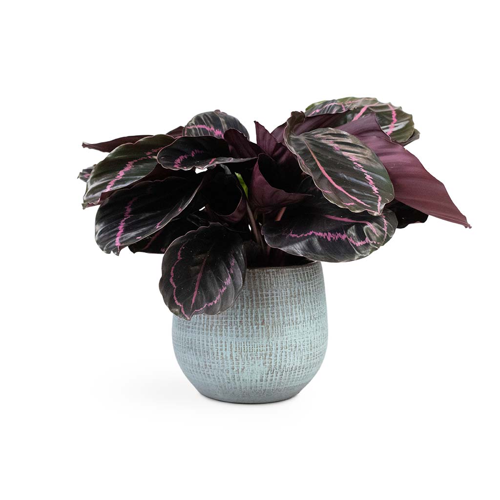 Calathea roseopicta Dottie - Rose Painted Calathea &amp; Ryan Plant Pot Blue Gold