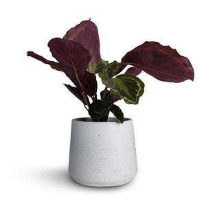 Calathea roseopicta Medallion & Patt Plant Pot - White Washed