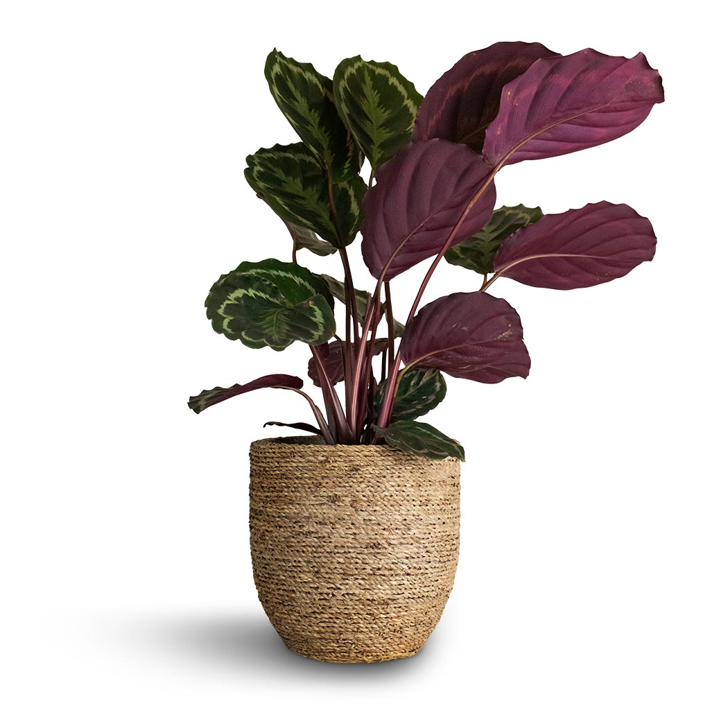 Calathea roseopicta Medallion & Cody Plant Pot - Straw Grass