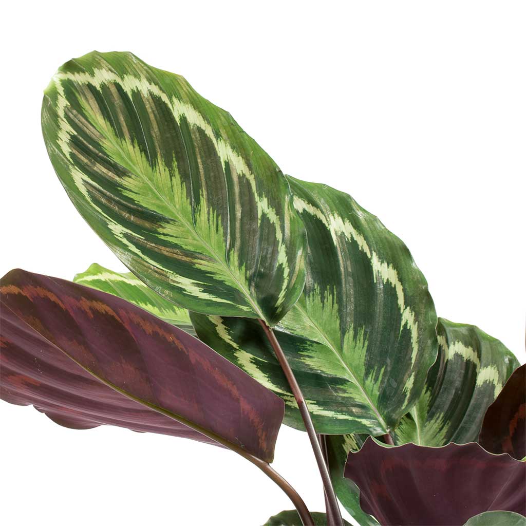 Calathea roseopicta Medallion Leaves