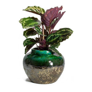 Calathea roseopicta Medallion & Lindy Jar Plant Pot Black Green