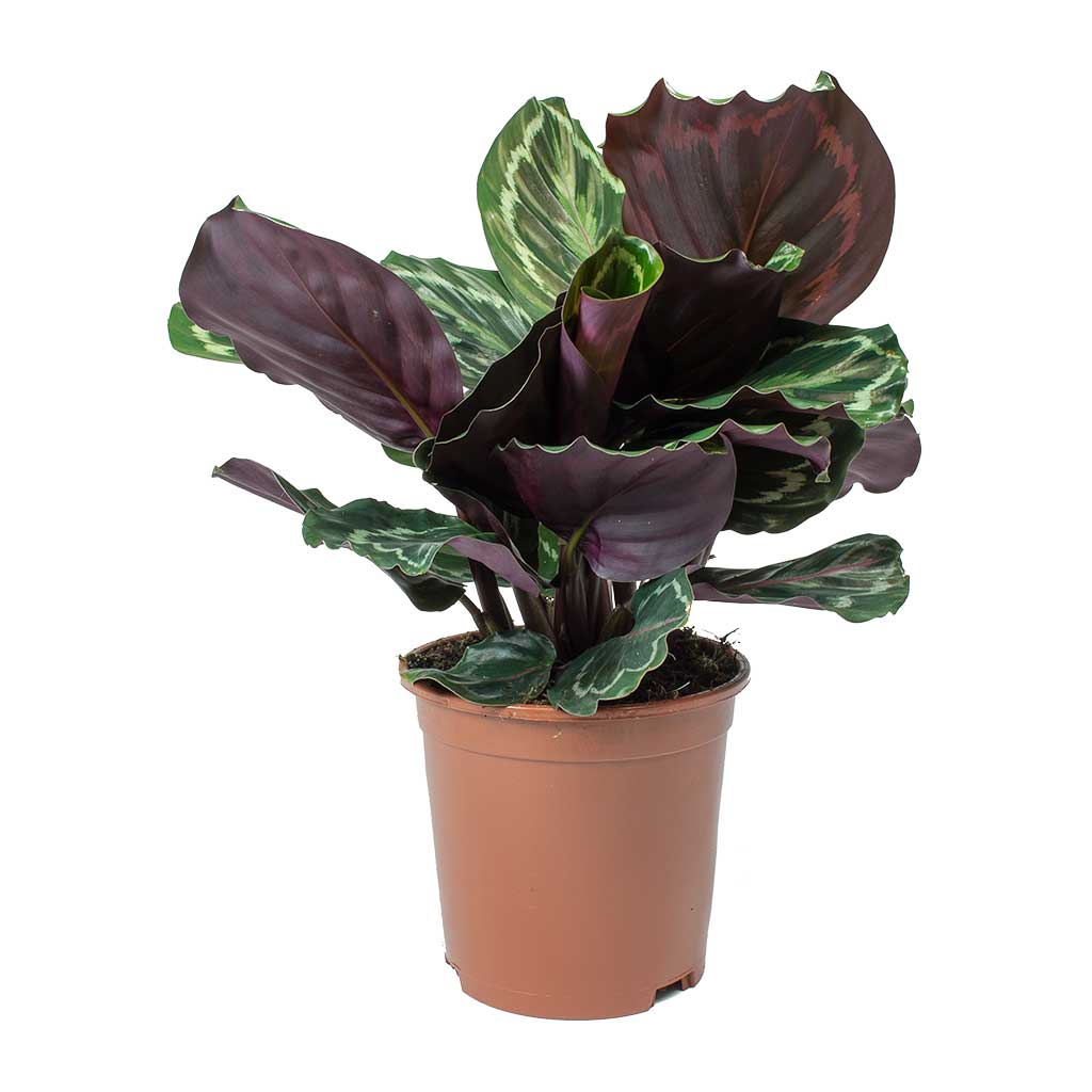 Calathea roseopicta Medallion - Small
