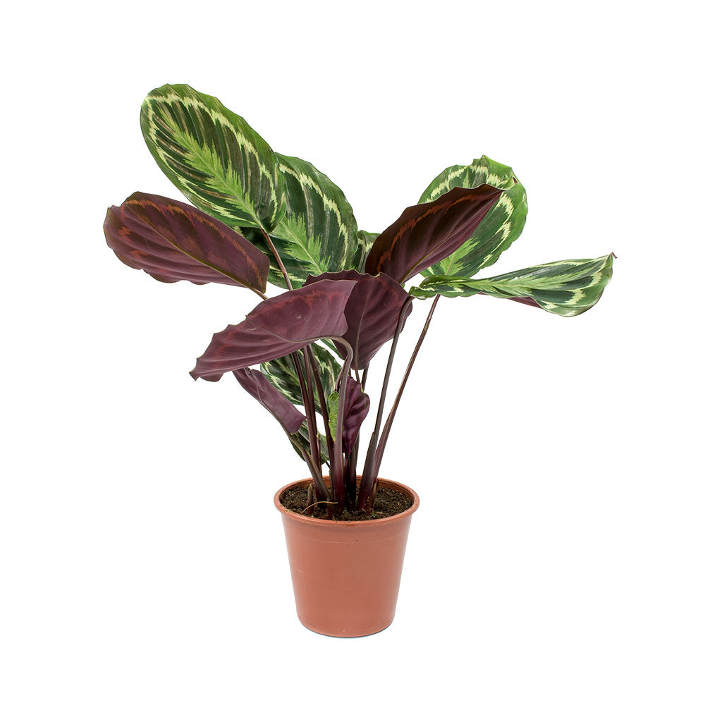 Calathea roseopicta Medallion