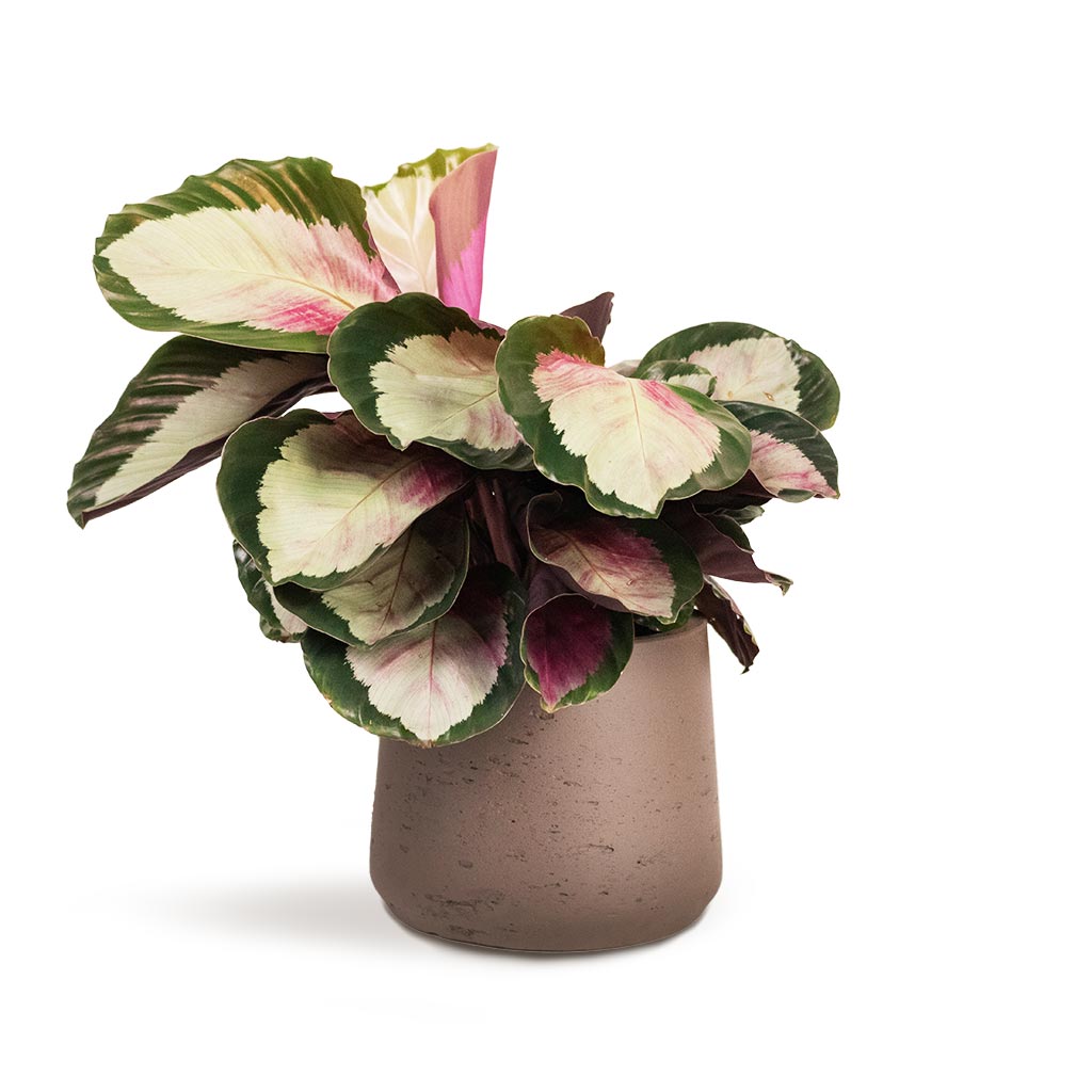 Calathea roseopicta Rosy - Rose Painted Calathea Houseplant & Patt Plant Pot - Ash Brown