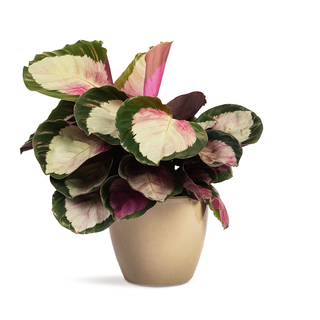 Calathea roseopicta Rosy - Rose Painted Calathea Houseplant & Sven Plant Pot - Mint