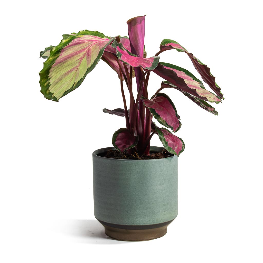 Calathea roseopicta Rosy Rose Painted Calathea & Suze Plant Pot - Blue