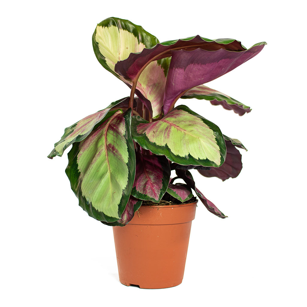 Calathea roseopicta Silvia Rose Painted Calathea 12cm