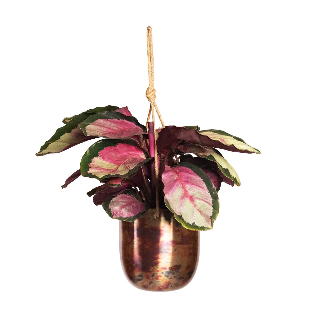 Calathea roseopicta - Silvia - Rose Painted Calathea Houseplant & Kian Hanging Metal Planters - Sky Burn