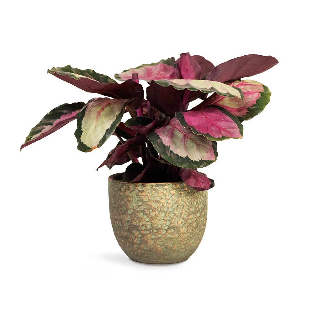 Calathea roseopicta Silvia - Rose Painted Calathea Houseplant & Rinca Plant Pot - Shiny Green
