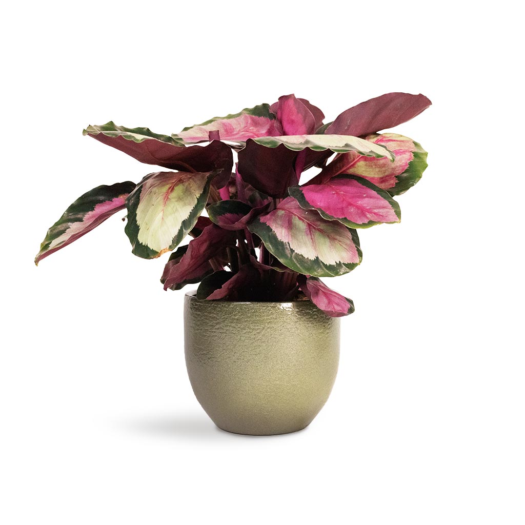 Calathea roseopicta Silvia - Rose Painted Calathea Houseplant & Zembla Plant Pot - Green