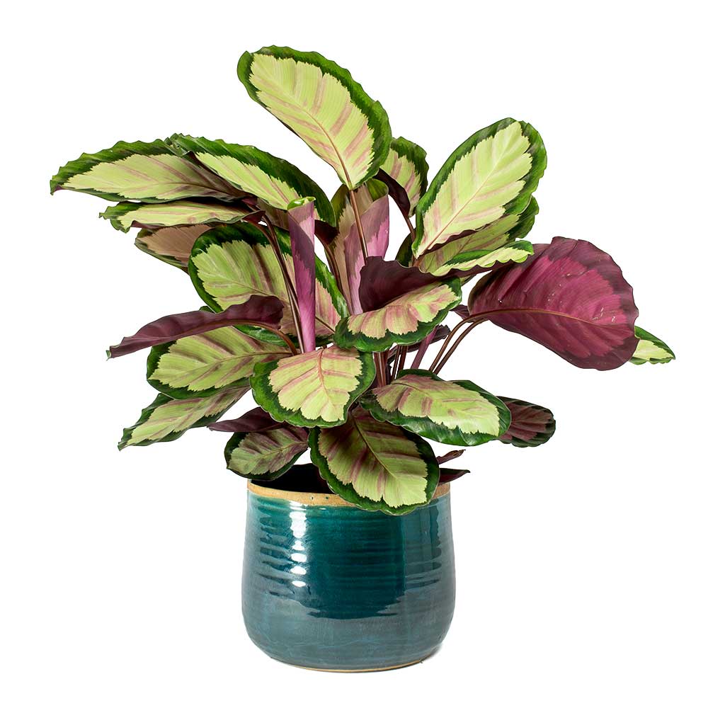 Calathea roseopicta Silvia Rose Painted Calathea Leaves & Iris Plant Pot Turquoise