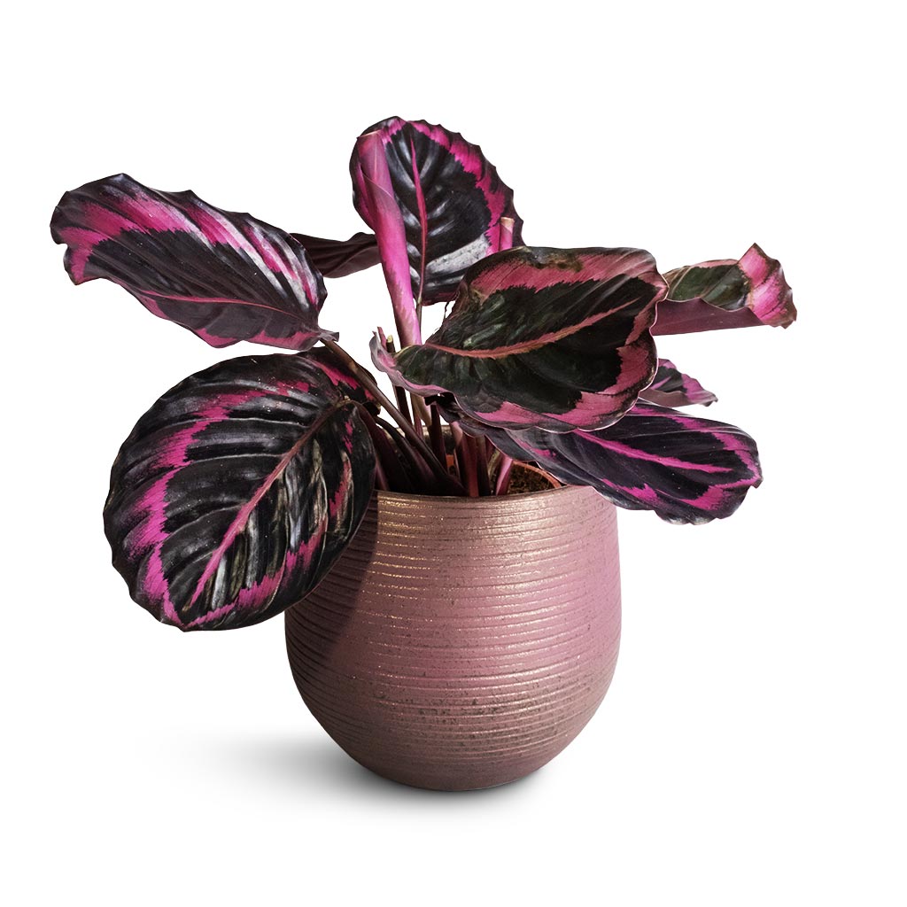 Calathea roseopicta Surprise Star - Rose Painted Calathea & Lydia Plant Pot - Shiny Purple