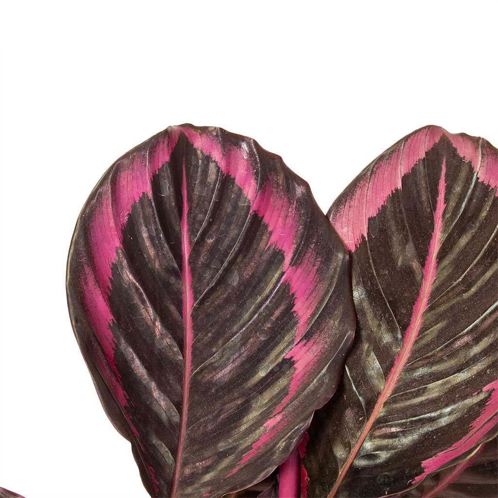 Calathea roseopicta Surprise Star - Rose Painted Calathea & Lydia Plant Pot - Shiny Purple