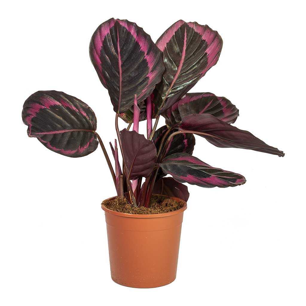 Calathea roseopicta Surprise Star - Rose Painted Calathea