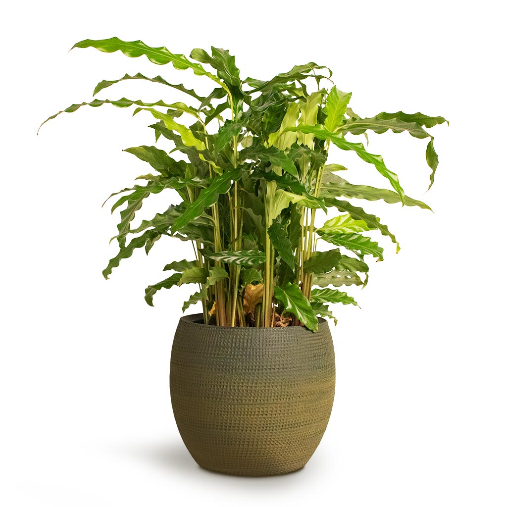 Calathea rufibarba Green Green Velvet Calathea Houseplant and Dex Plant Pot - Forrest