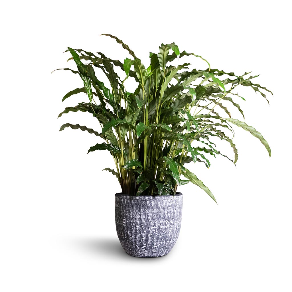 Calathea rufibarba Green - Green Velvet Calathea Houseplant & Cas Plant Pot - Anthracite