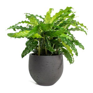 Mini Orb Kevan Plant Pot - Black Washed & Calathea rufibarba