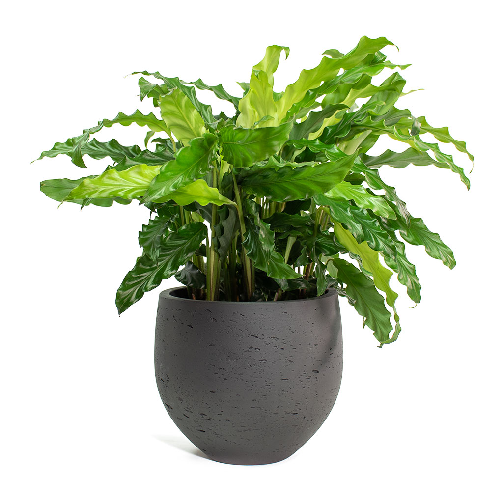Calathea rufibarba Green Velvet Calathea with Mini Orb Kevan Plant Pot Black Washed