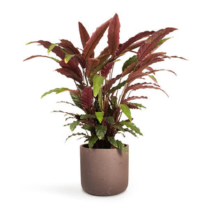 Calathea rufibarba - Velvet Calathea Houseplant & Charlie Plant Pot - Ash Brown