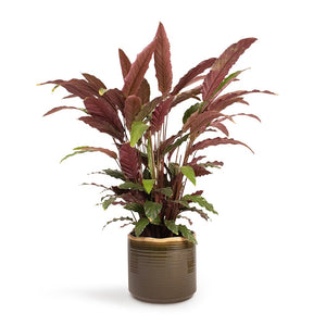 Calathea rufibarba - Velvet Calathea Houseplant & Jordy Plant Pot - Forest Green