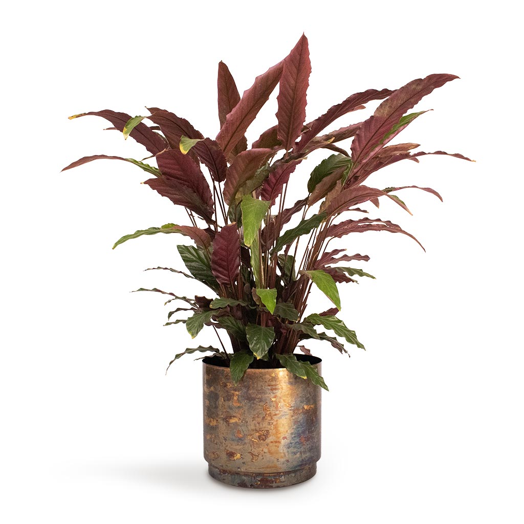 Calathea rufibarba - Velvet Calathea & Minou Metal Plant Pot