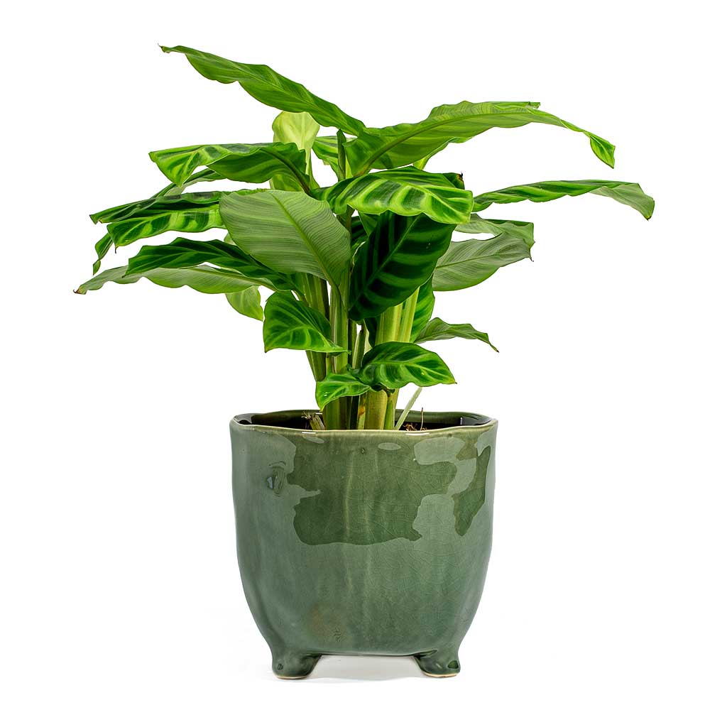 Calathea zebrina Zebra Plant & Kaat Green Plant Pot