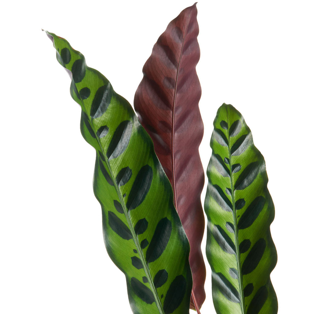 Calathea lancifolia - hydroculture