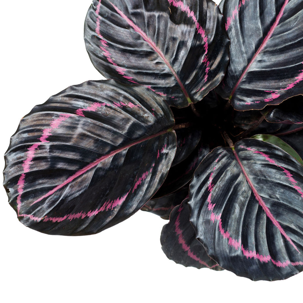 dottie rose painted prayer plant Calathea roseopicta Dottie - Rose Painted Calathea | Hortology