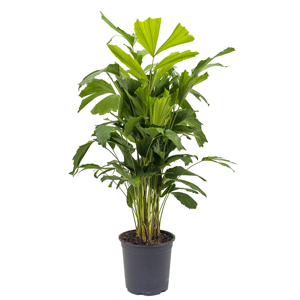 Caryota mitis - Fish Tail Indoor Palm - Quality Plants | Hortology ...