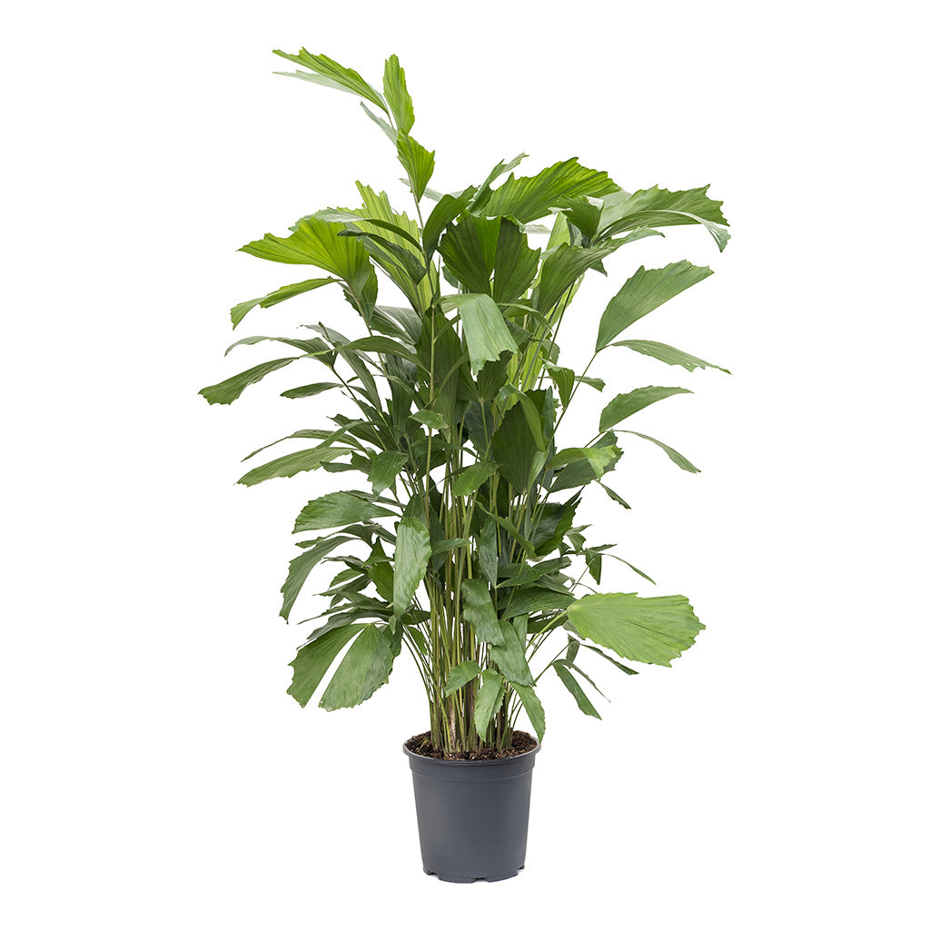 Caryota mitis Fish Tail Palm Medium