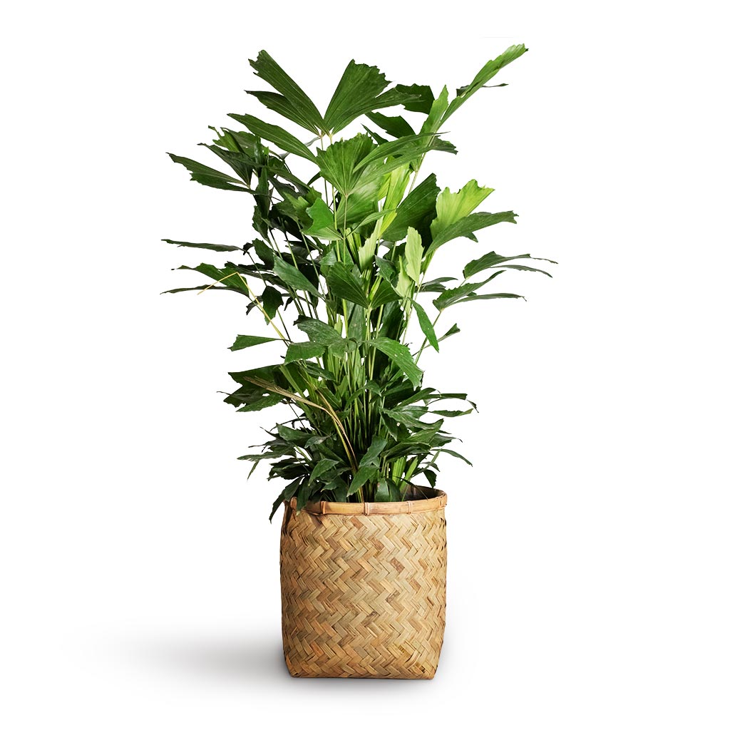 Caryota mitis - Fish Tail Palm &amp; Zayn Bamboo Planter