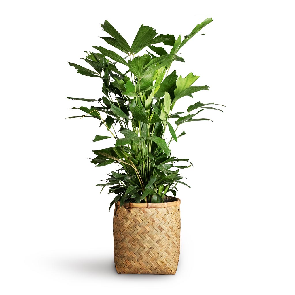 fishtail palm toxic to cats Caryota mitis - Fish Tail Indoor Palm - Quality Plants | Hortology