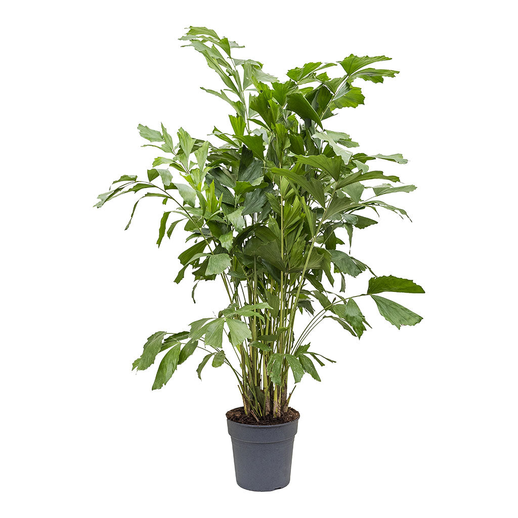 Caryota mitis Fish Tail Palm Large